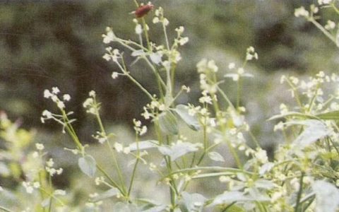 茜草的功能与图片(番茜草图片)