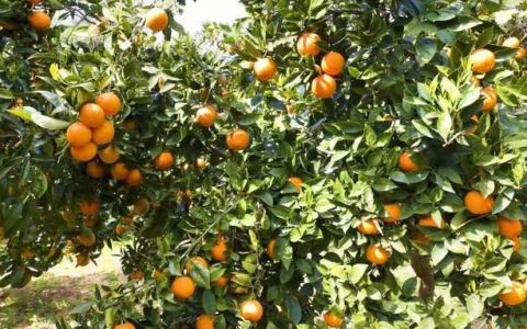 脐橙树打甜蜜素对果树有影响吗?