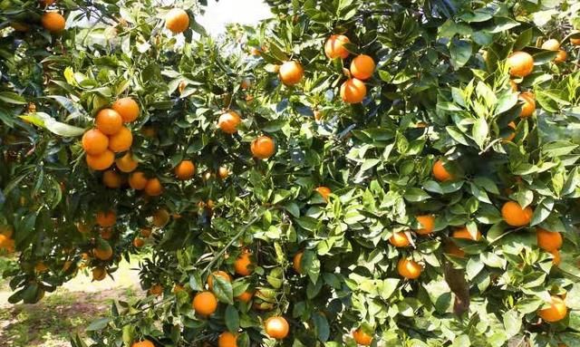 脐橙树打甜蜜素对果树有影响吗?图1