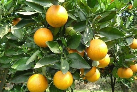 脐橙树打甜蜜素对果树有影响吗?图2