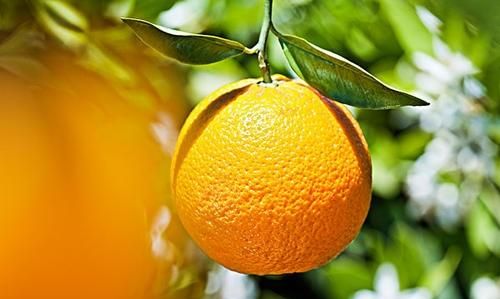 脐橙树打甜蜜素对果树有影响吗?图3