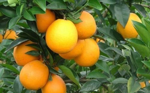 脐橙树打甜蜜素对果树有影响吗?图4