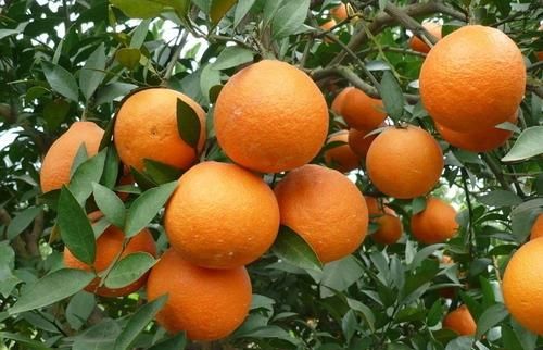 脐橙树打甜蜜素对果树有影响吗?图6
