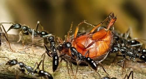 蚂蚁可以吃吗,蚂蚁干图4