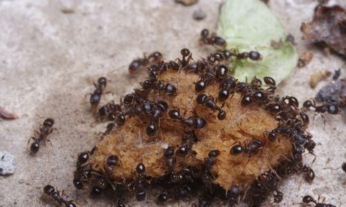 蚂蚁可以吃吗,蚂蚁干图5