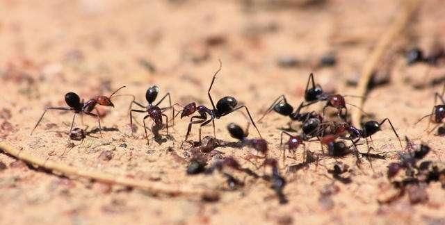 蚂蚁可以吃吗,蚂蚁干图6
