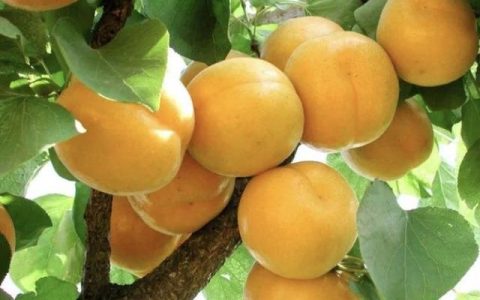 新疆的杏子品种很多,你最喜欢吃哪一种水果