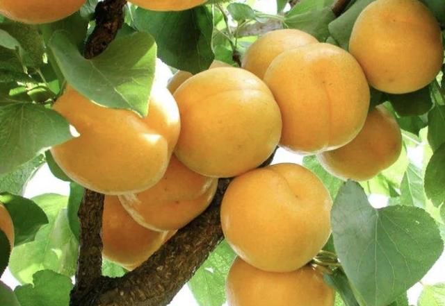 新疆的杏子品种很多,你最喜欢吃哪一种水果图1