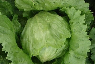 结球生菜如何种植,怎样种植结球生菜图2