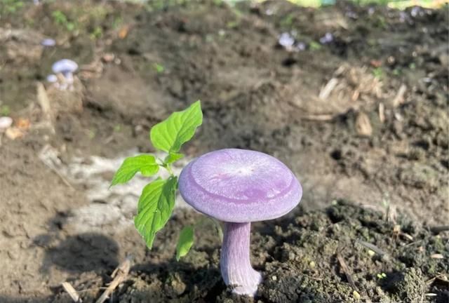 蘑菇，紫的，还带花……20元一斤｜今年新引进地产的“紫花脸”上市了，买吗？