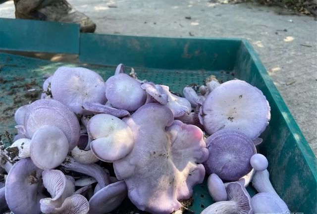 蘑菇，紫的，还带花……20元一斤｜今年新引进地产的“紫花脸”上市了，买吗？
