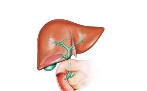 关注肝脏健康 常吃六种水果保肝养肝的食物