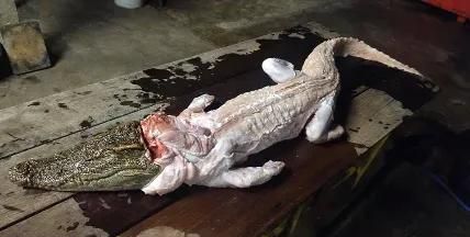 泰国人吃鳄鱼肉，你想试试吗？