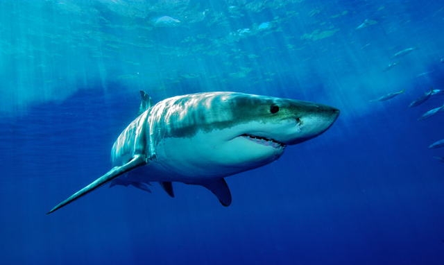 双语•探秘｜鲨鱼食人嗜血习性是真的吗？