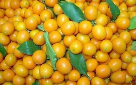 金桔止咳化痰的做法，怎么做能使金桔起到止咳化痰的效果
