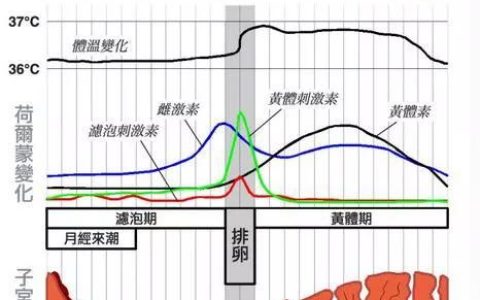 排卵期试纸，排卵期同房后十一天可以用试纸测吗