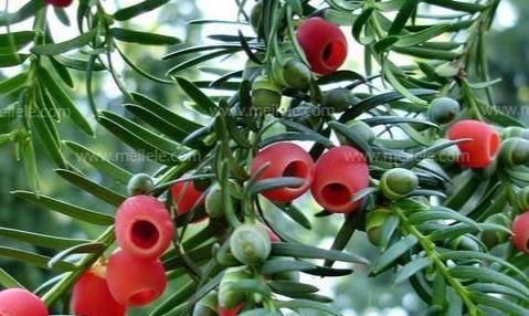珍稀濒危植物——红豆杉的三大药用价值
