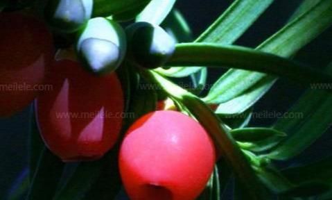 珍稀濒危植物——红豆杉的三大药用价值
