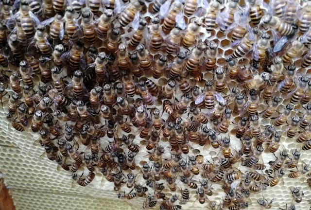 中蜂出现很多幼虫掉箱底怎么办,蜜蜂出了很多雄蜂要怎么处理图4