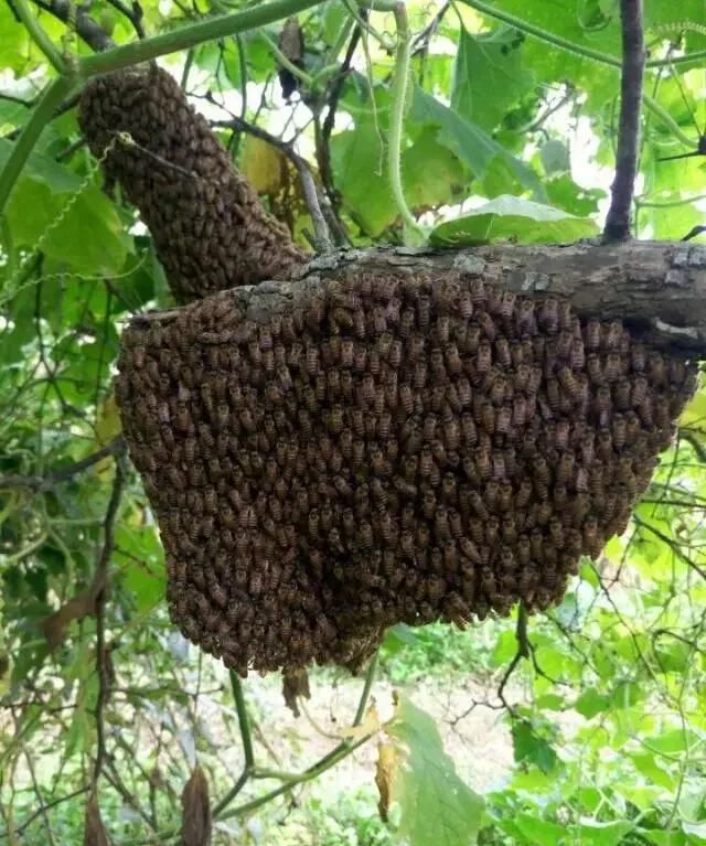 中蜂出现很多幼虫掉箱底怎么办,蜜蜂出了很多雄蜂要怎么处理图5