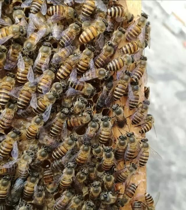 中蜂出现很多幼虫掉箱底怎么办,蜜蜂出了很多雄蜂要怎么处理图6