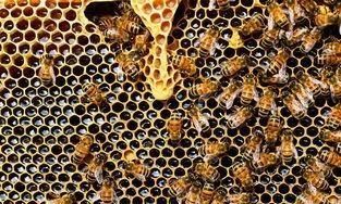 中蜂出现很多幼虫掉箱底怎么办,蜜蜂出了很多雄蜂要怎么处理图7