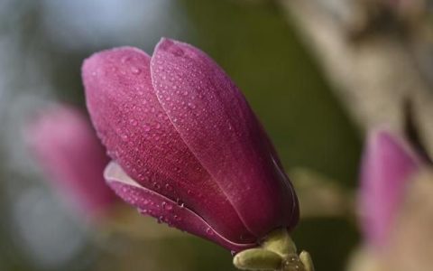 紫玉兰花蕾怎么治疗鼻炎