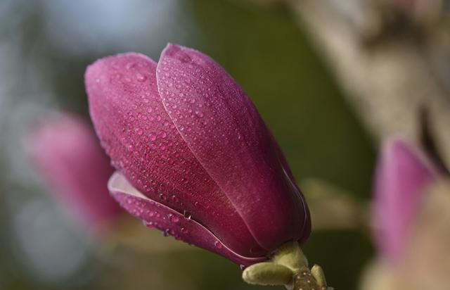 漂亮的紫玉兰，花蕾是辛夷 原来可以治疗鼻塞和风寒感冒