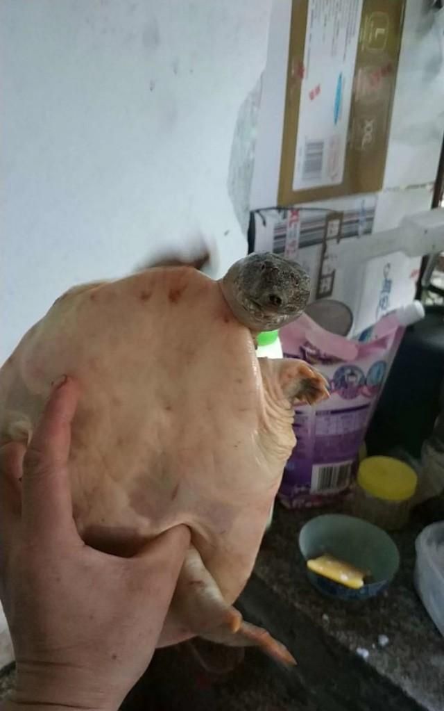 钓甲鱼要注意哪些事项求高手指点图5