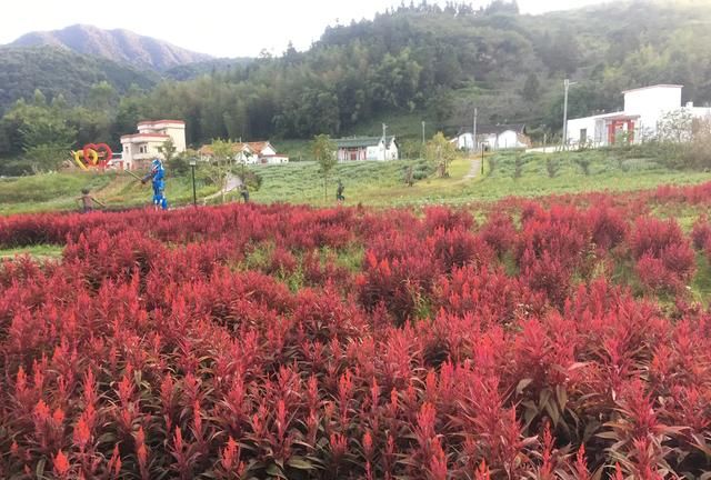 花旗参怎么吃效果最好,花旗参老人可以吃吗图3