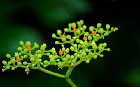 怎样种植绞股蓝(绞股蓝种植怎么抗旱)