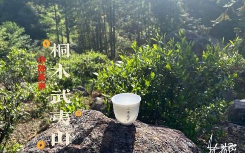 正山小种是什么茶，金骏眉茶叶和正山小种茶叶有什么区别