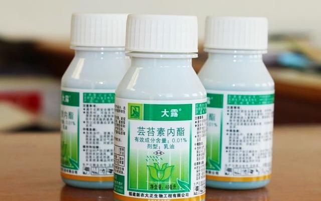 提高柑橘坐果率图4