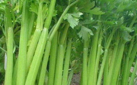芹菜有什么营养价值和功效(芹菜营养价值成分表)