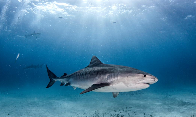 你知道鲨鱼有多神奇吗？快来看看它们在海洋生态系统中的重要作用